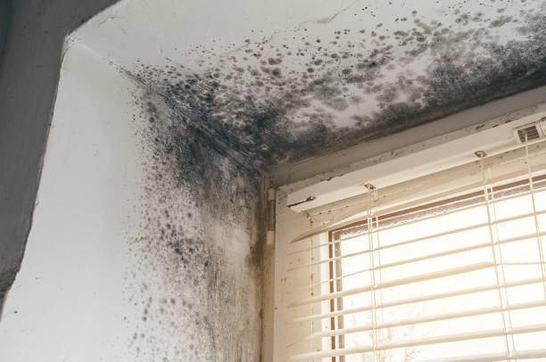Affordable Attic Mold Remediation solutions in Lincoln Park, CO